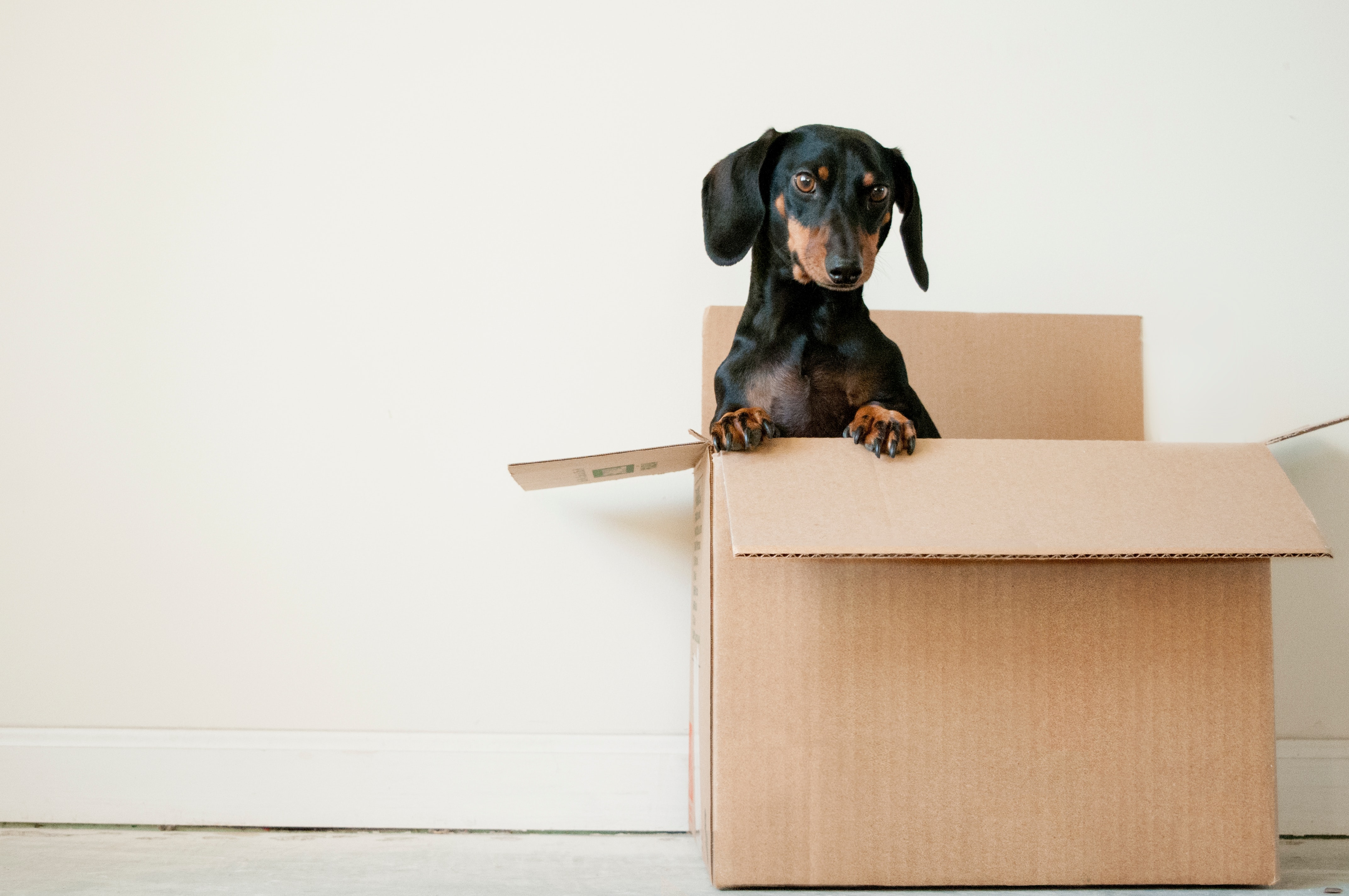 Moving Day: A small dog in a moving box