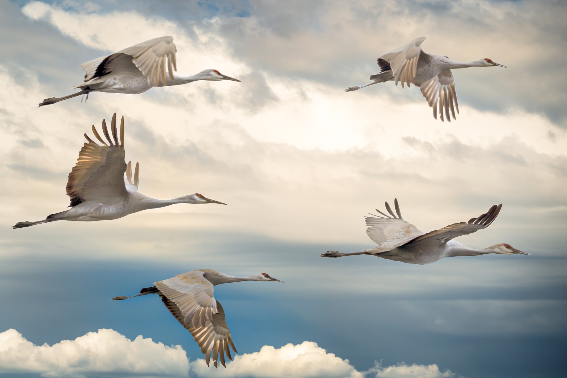 Sandhill Cranes against a cloudy sky