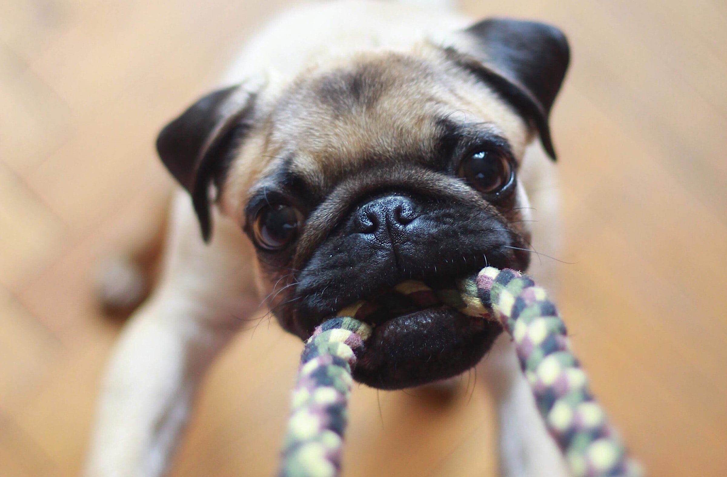 Dog pulling on a rope toy