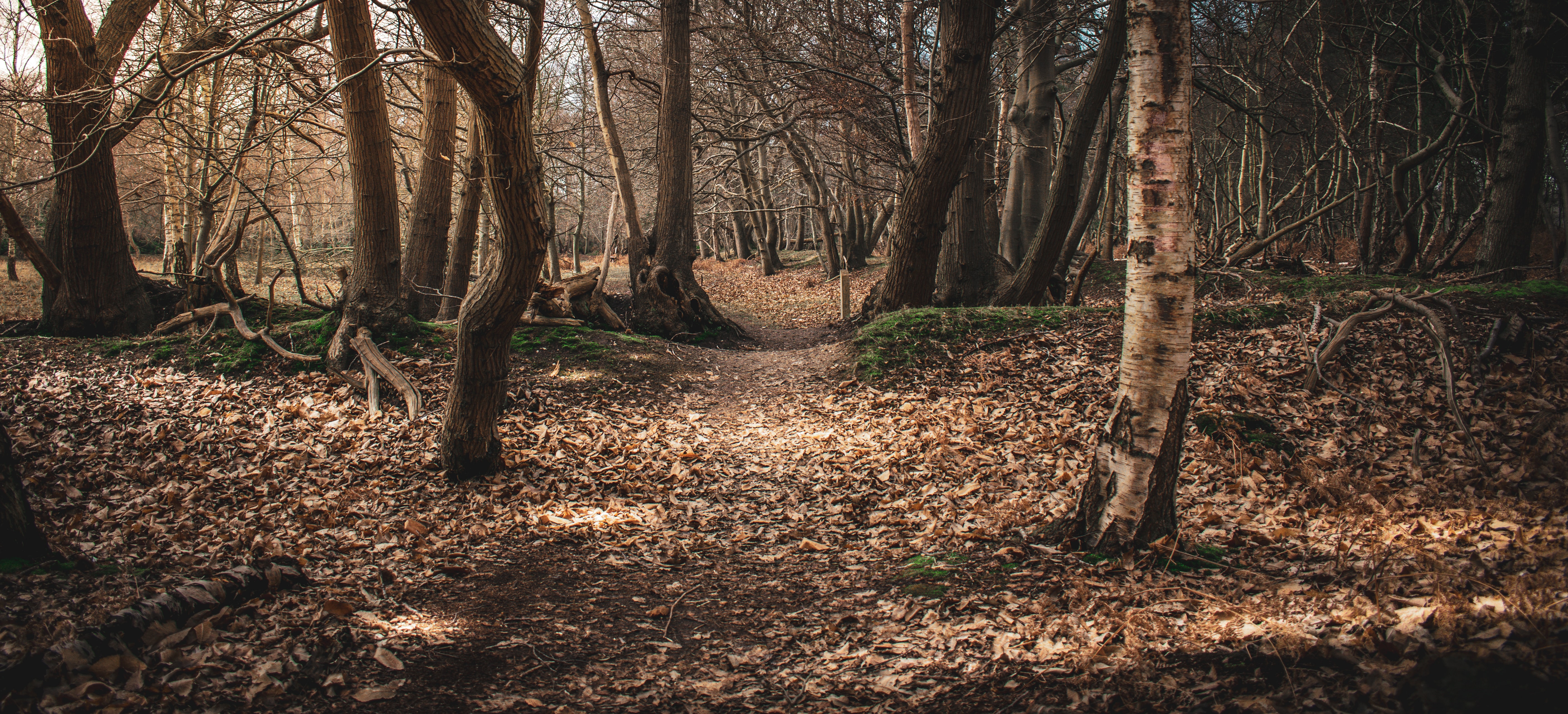 A leaf-covered path through the woods