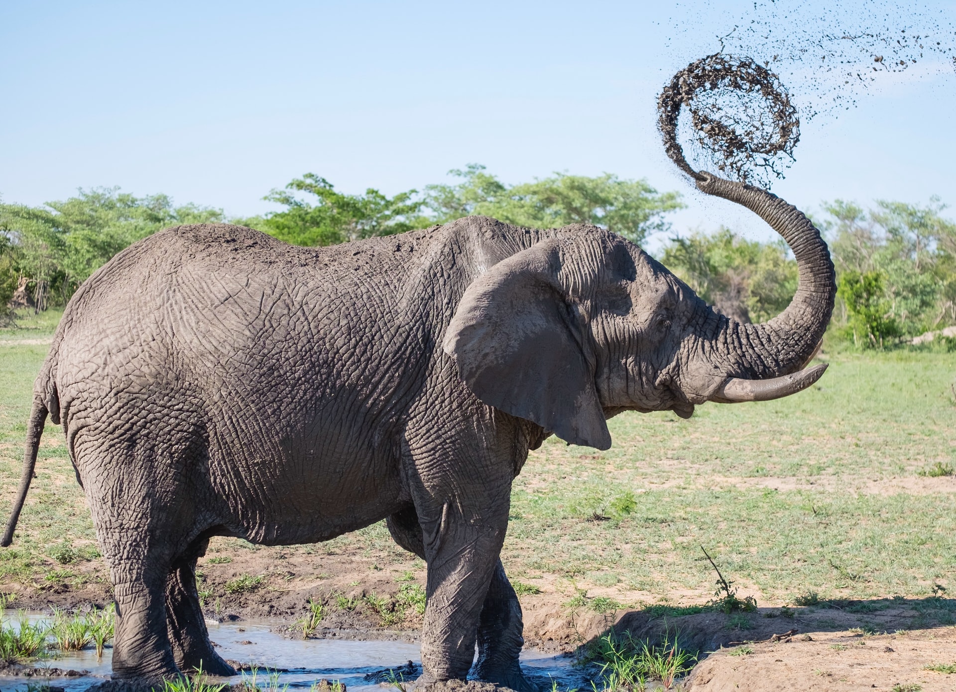 An elephant sprays itself with mud