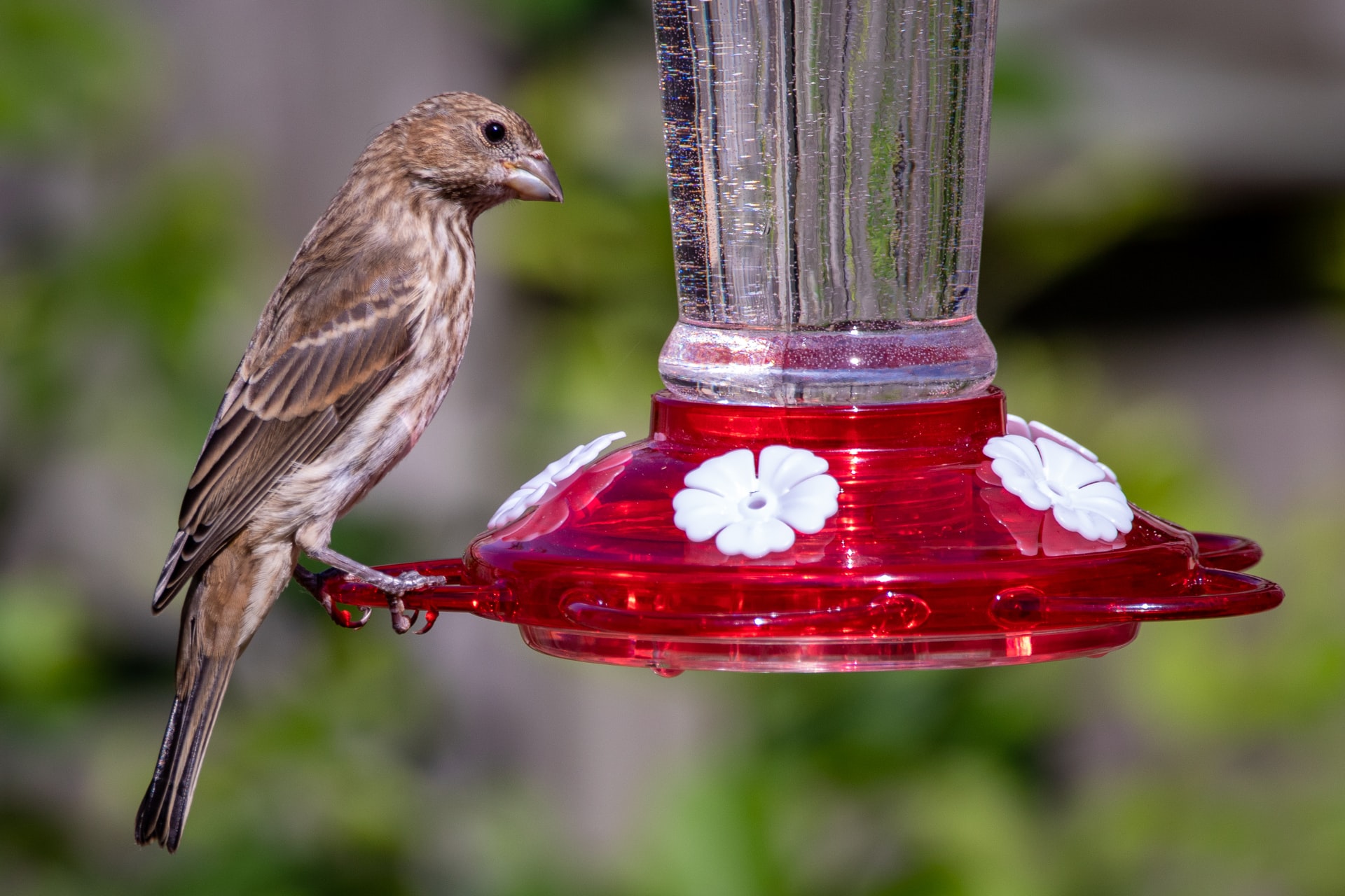 A confused bird on a hummingbird feeder
